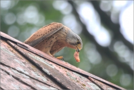 <p>POŠTOLKA OBECNÁ (Falco tinnunculus) /Common kestrel - Turmfalke/</p>